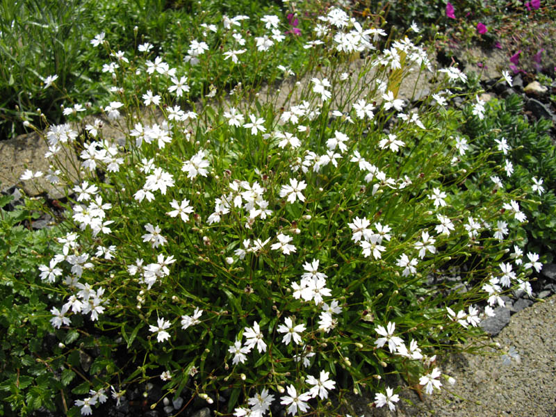 Heliosperma alpestre photo